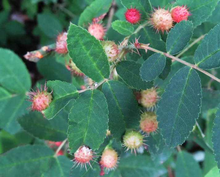 many leaves with red and yellow pollen in them