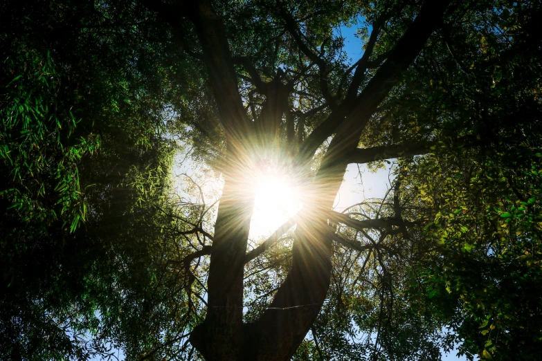 the sun is shining in between two tall trees