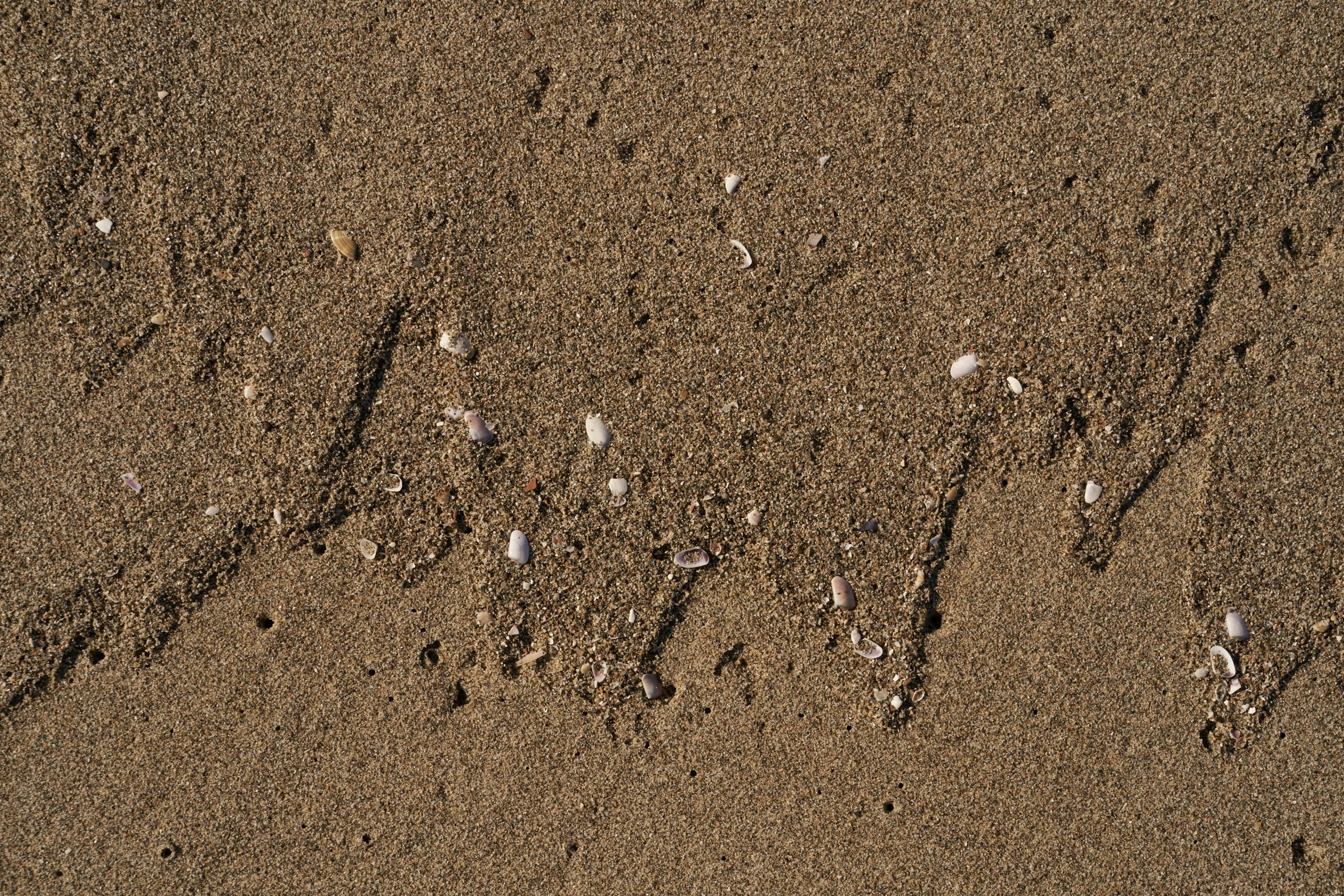 close up view of sandy beach surface with lots of small objects