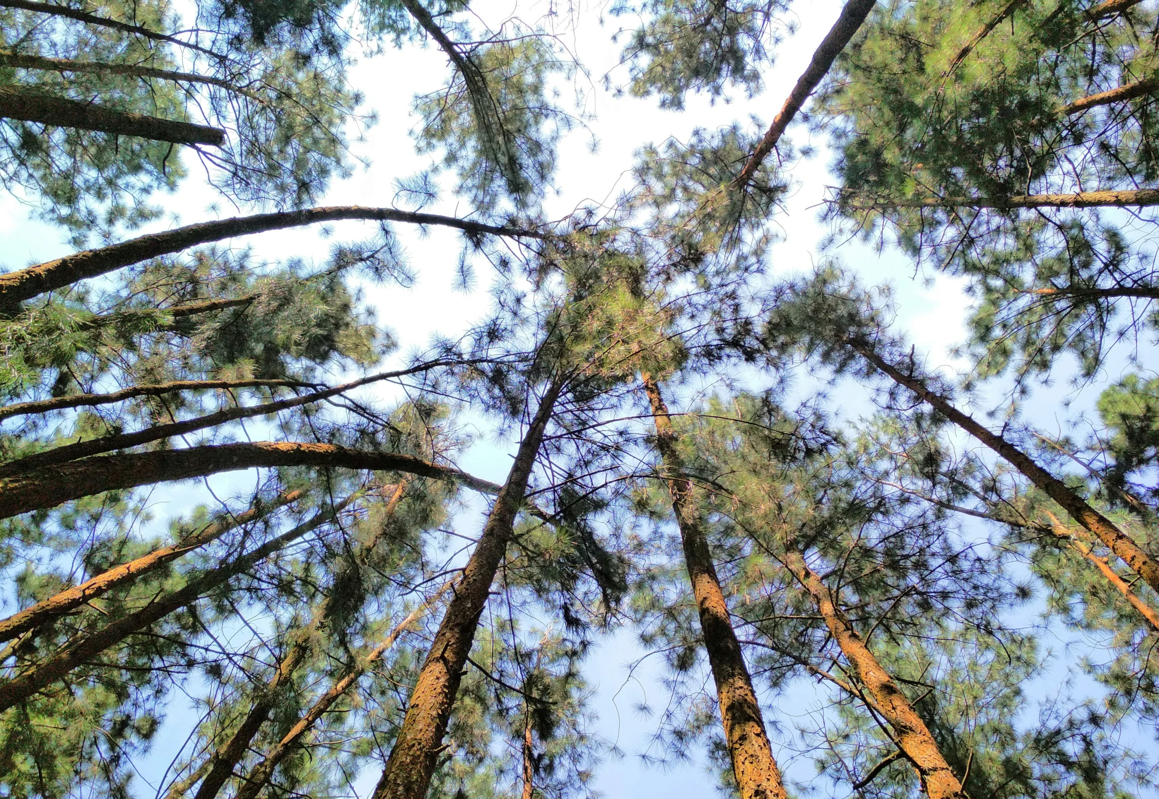 tall, leafy trees with a sky background