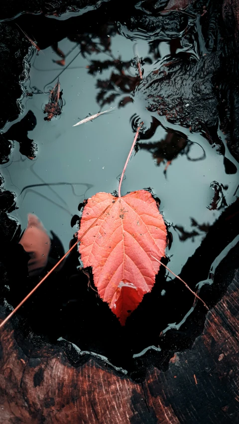 a maple leaf floating on water with other leaves