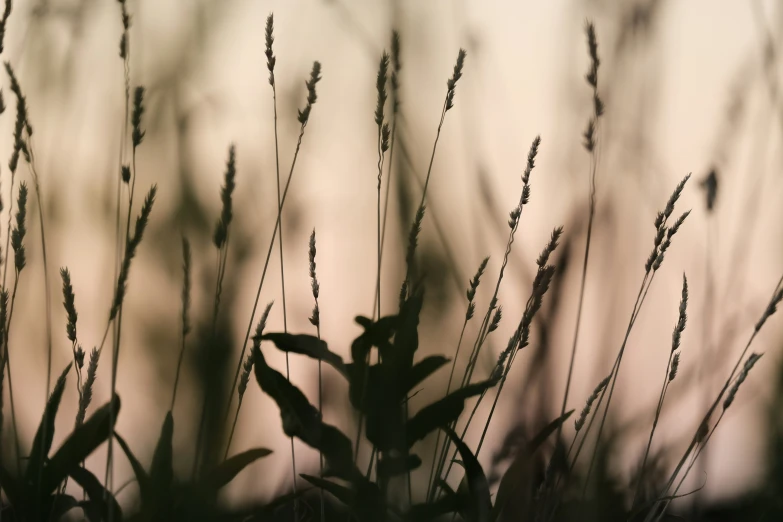 a group of grass that has lots of tall stems in it