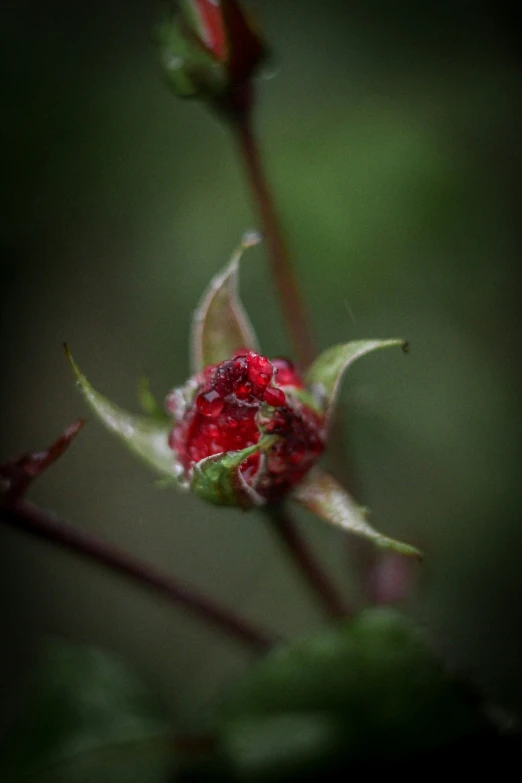 a small red flower with leaves and a stem