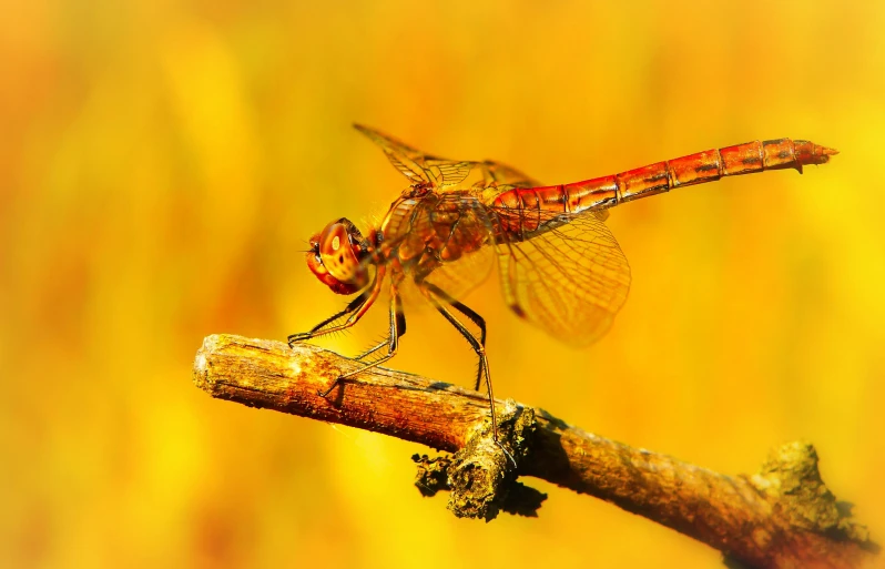 the two large mosquitos are sitting on the nch of a tree