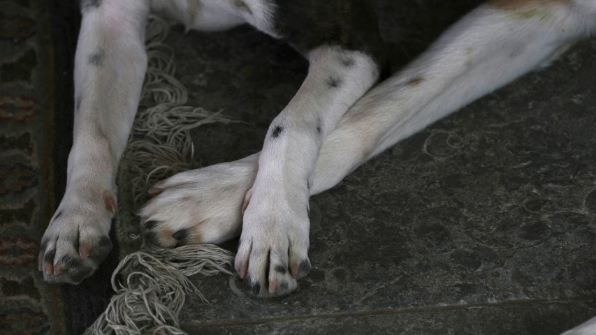 a large white dog laying on top of carpet