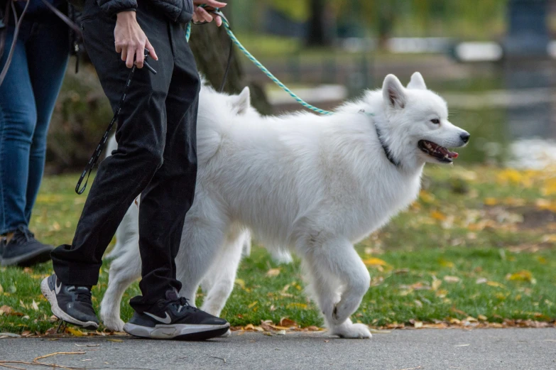 a person walking a white dog along a leaf covered sidewalk
