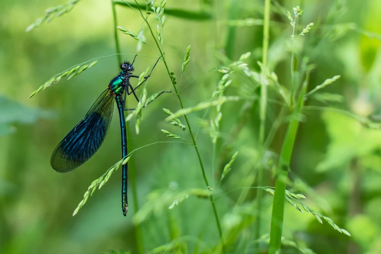 two bugs standing in the tall grass with wings outstretched