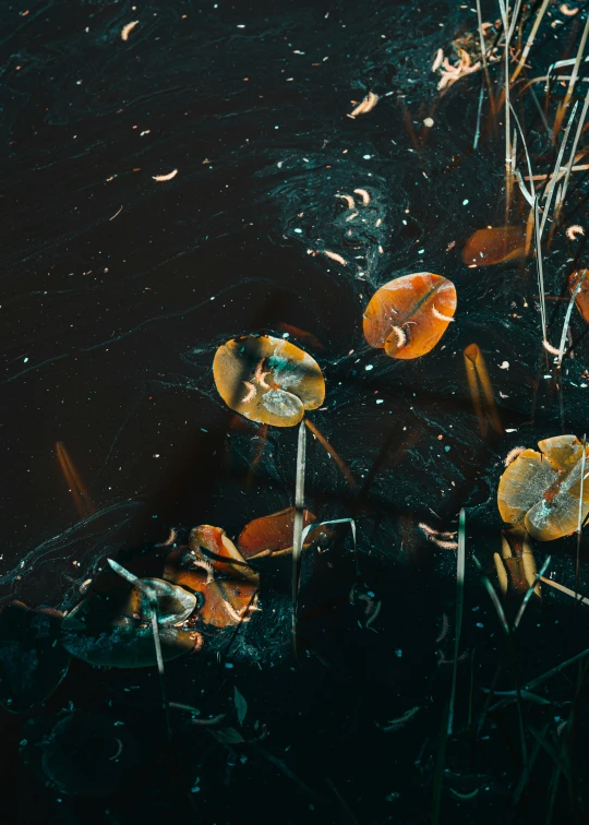 a bunch of leaf floating on top of a body of water