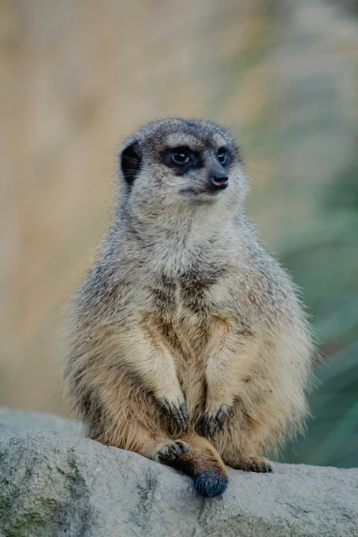 a small animal is sitting on a rock