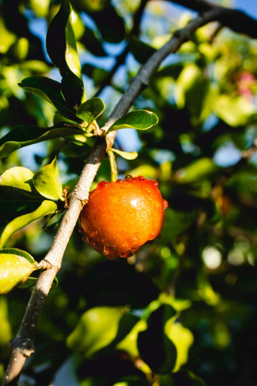 an apple hangs on a nch in a tree