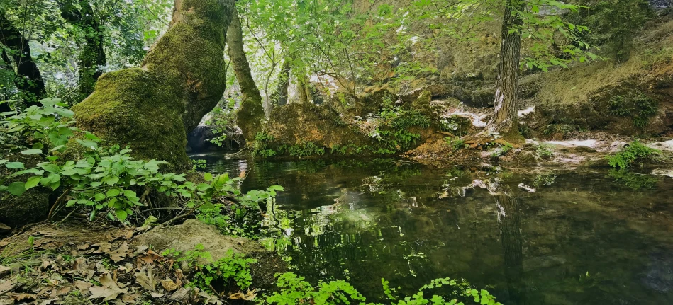 a stream running through the jungle near many trees