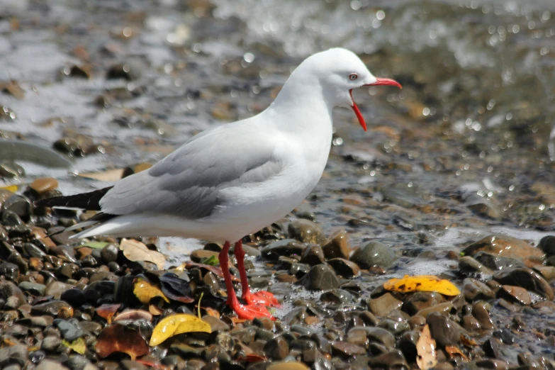 a white bird with red legs and a red beak standing on top of a pile of rocks