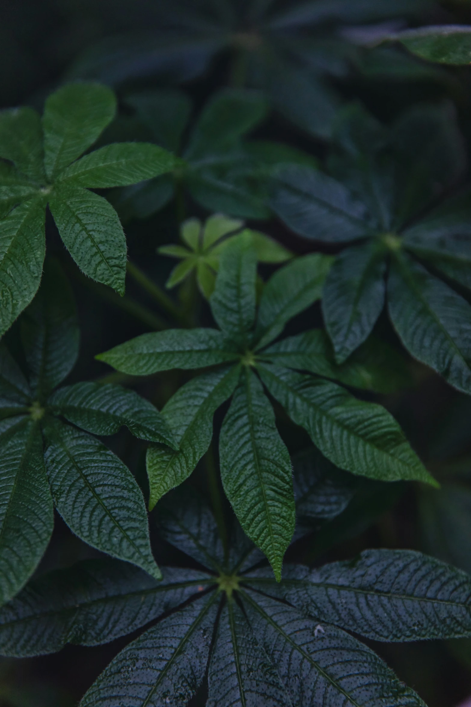 closeup of a leafy plant that is green