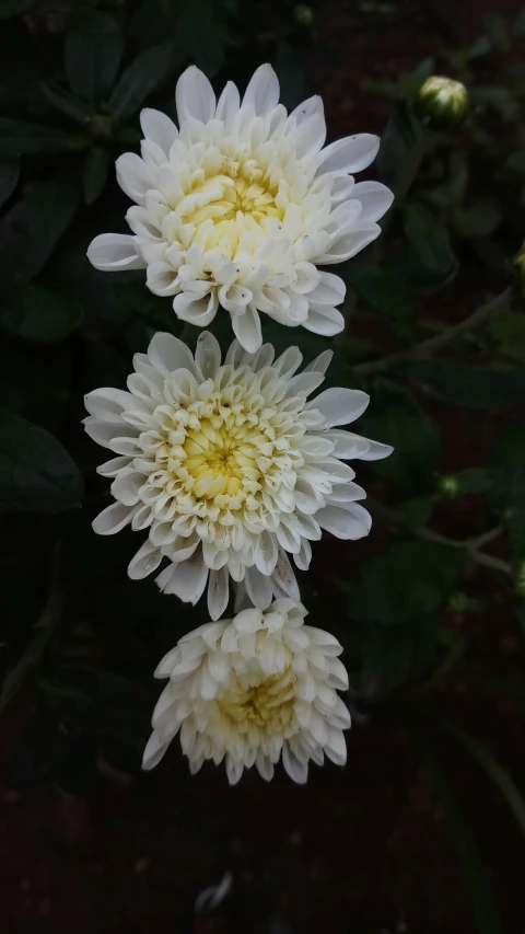 white flowers with two yellow centers hanging from their stems