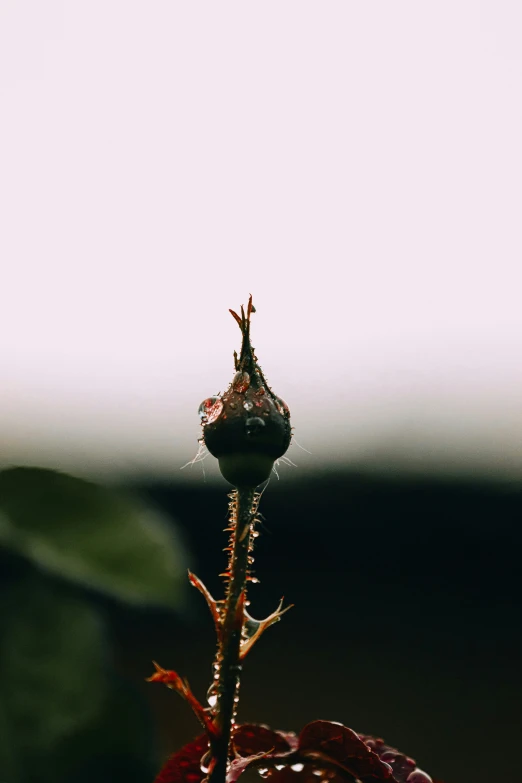 a plant with a bud sticking out of it