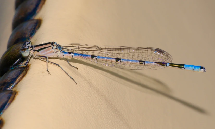 a dragonfly in flight on a table top