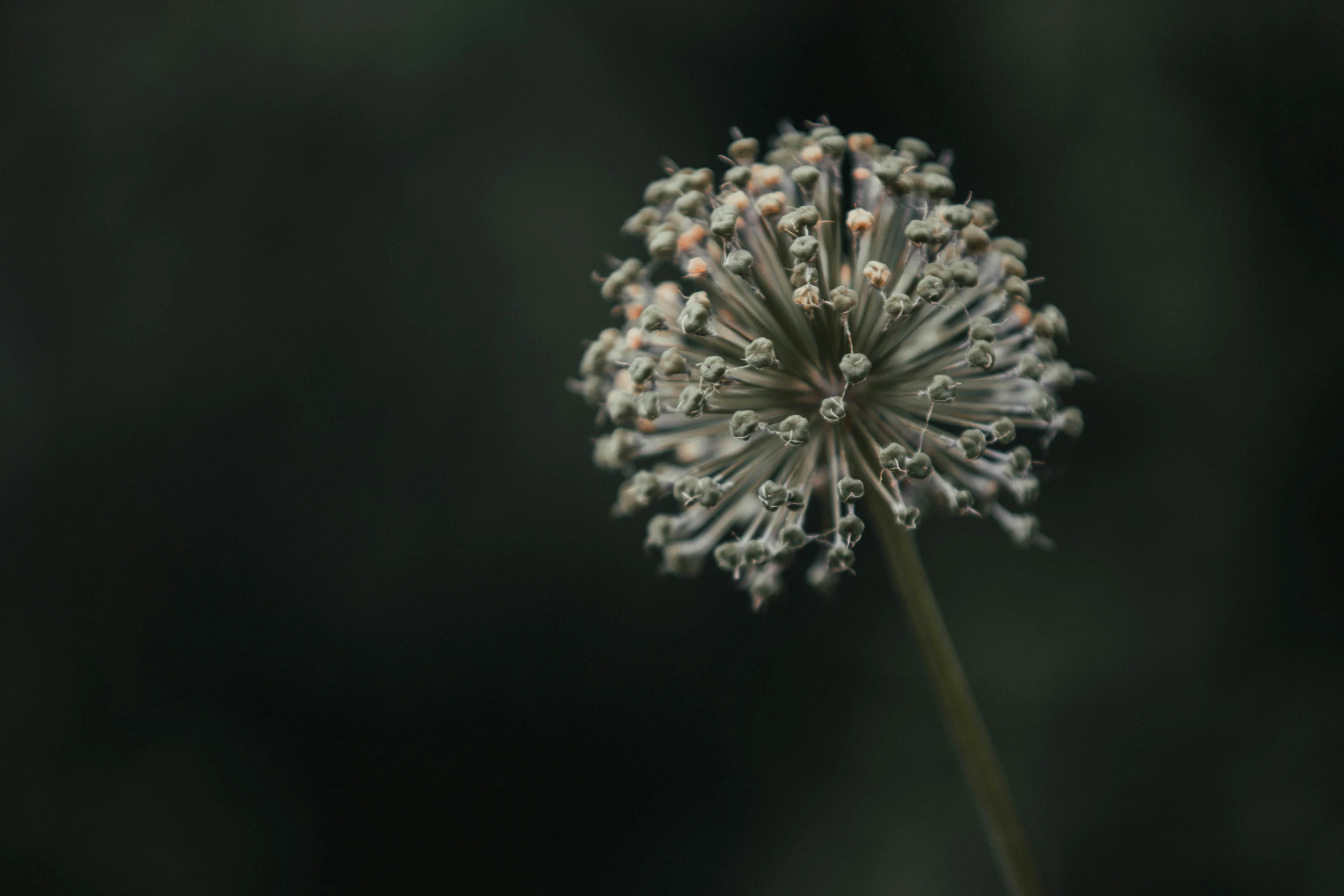 there is a small seed head on this flower