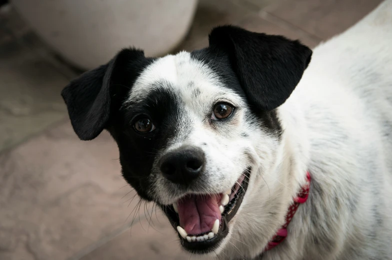 a white and black dog with his mouth open