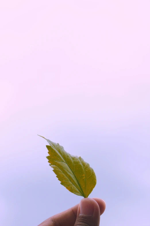 a person holds a green leaf against a blue sky