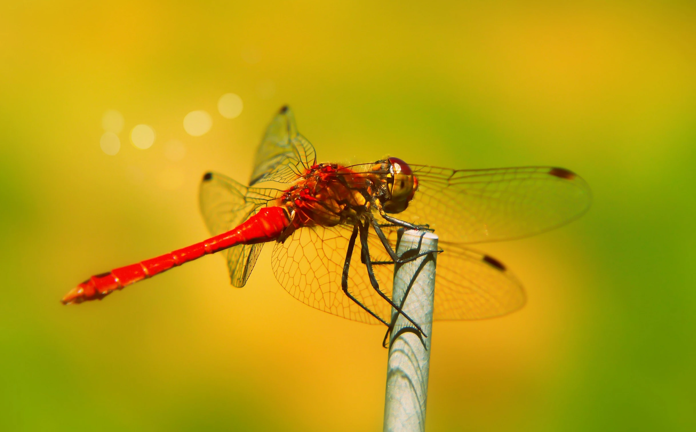 a dragon flys by a fence post outside