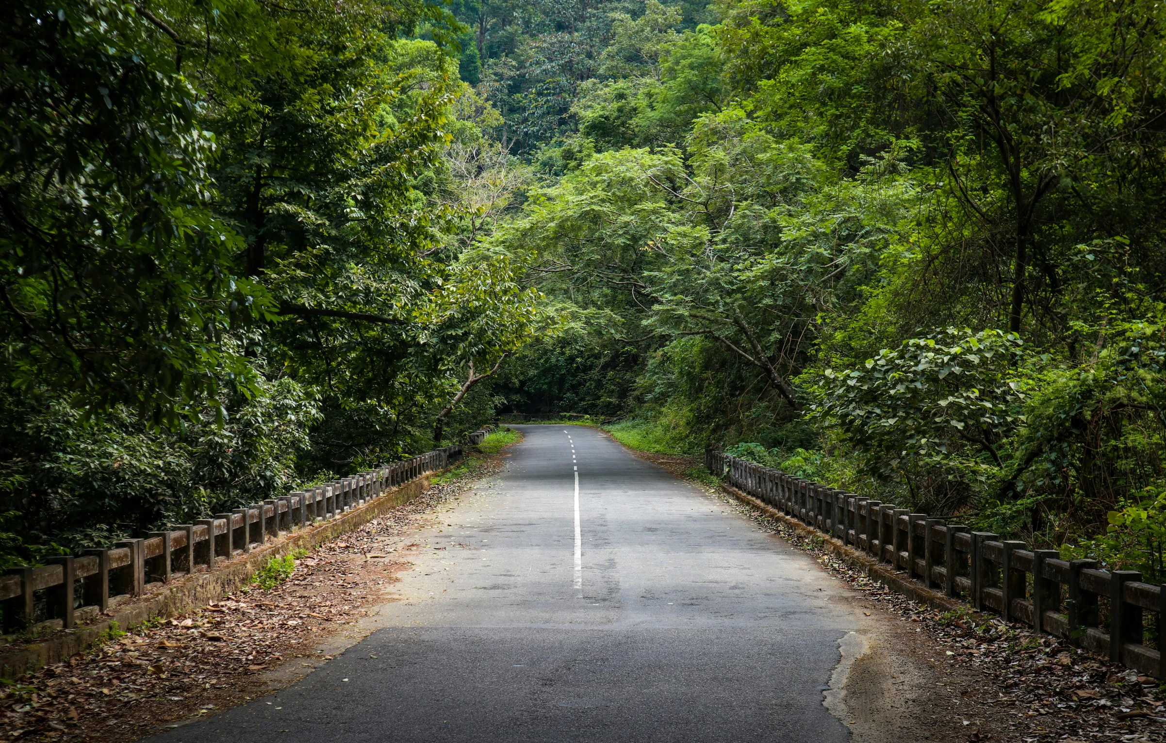 a empty road in the middle of trees