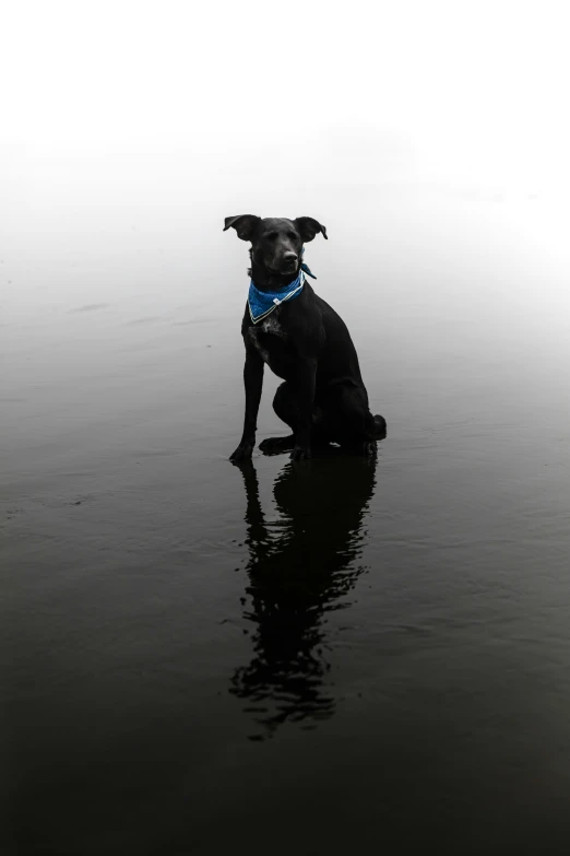 the dog is sitting on the beach with a bandana on