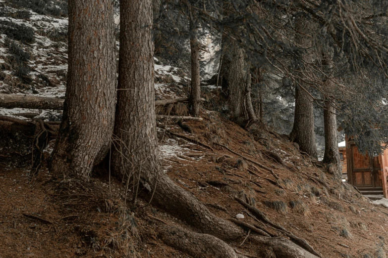 two people standing next to each other near trees and bushes