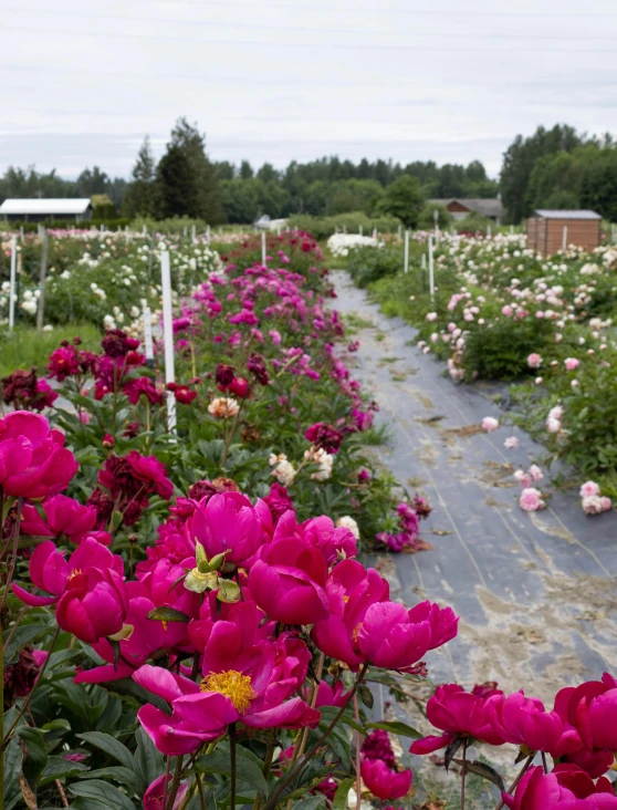 lots of pink flowers in the middle of the flower garden