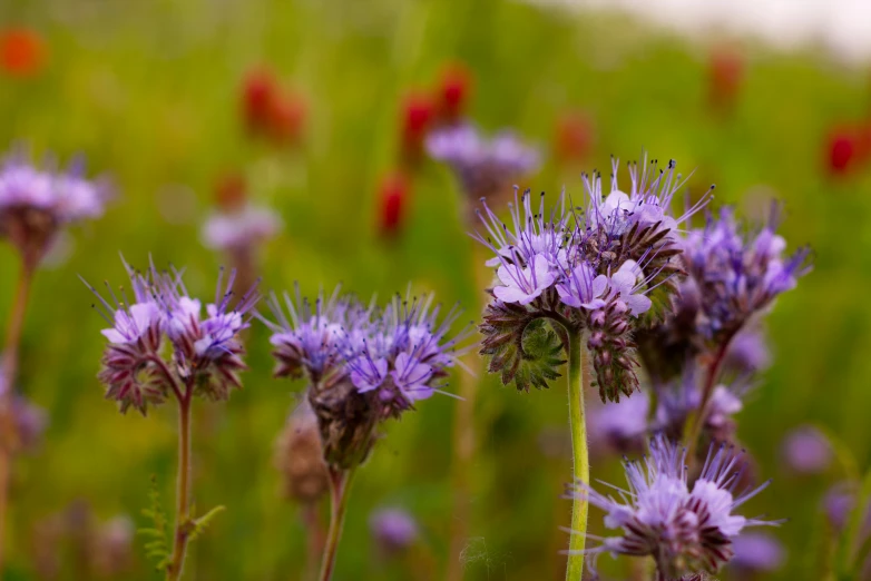 a field full of flowers with lots of buds in it