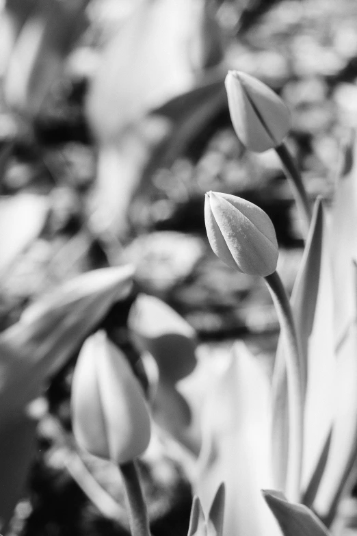 a black and white po of some flower buds