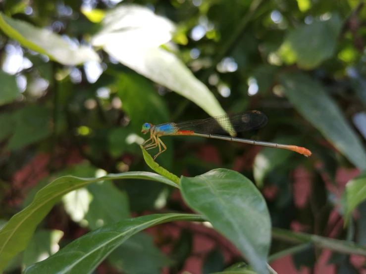 a dragon flys in a tree with leaves