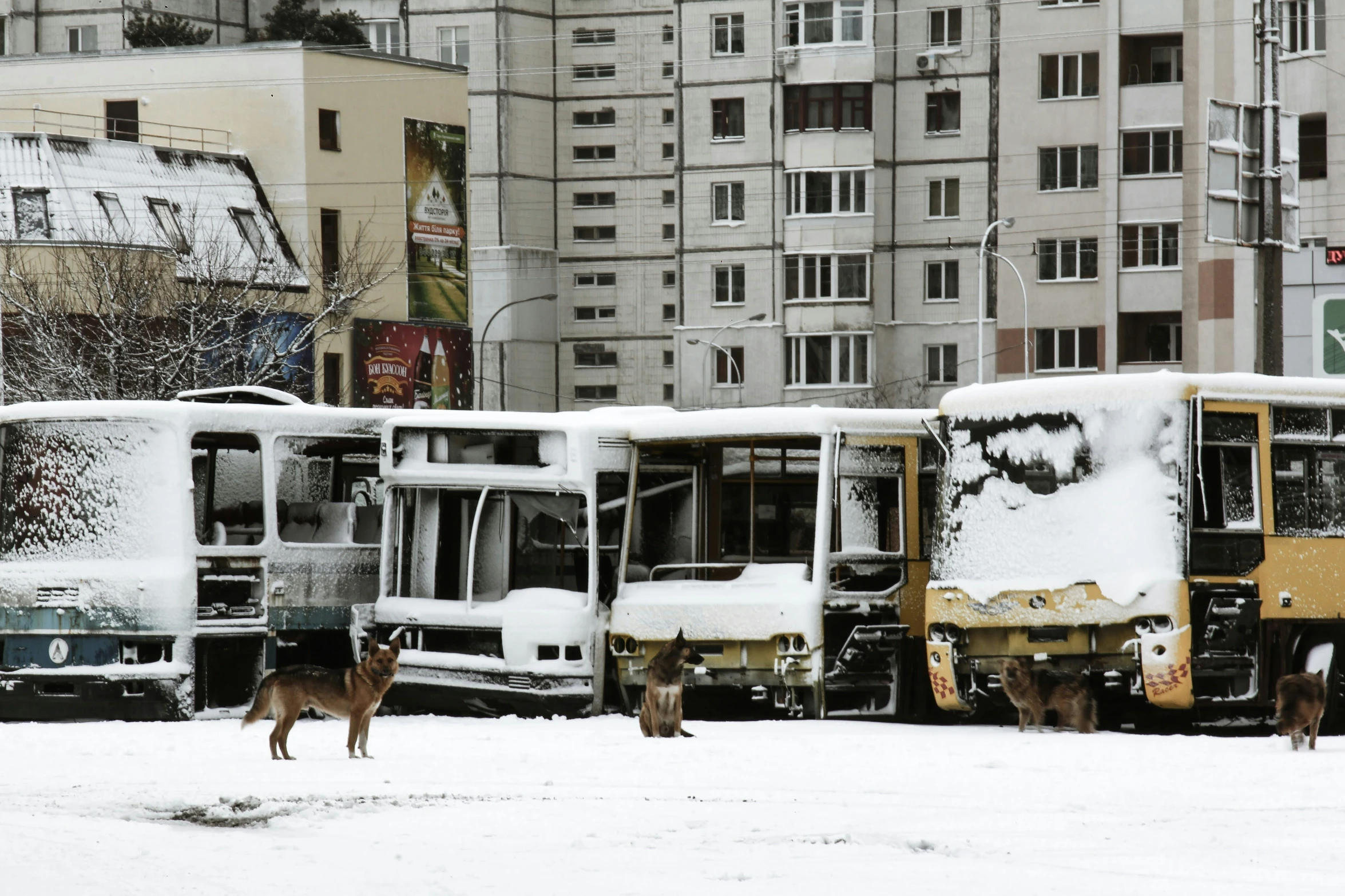 a few buses covered in snow sitting in front of some buildings