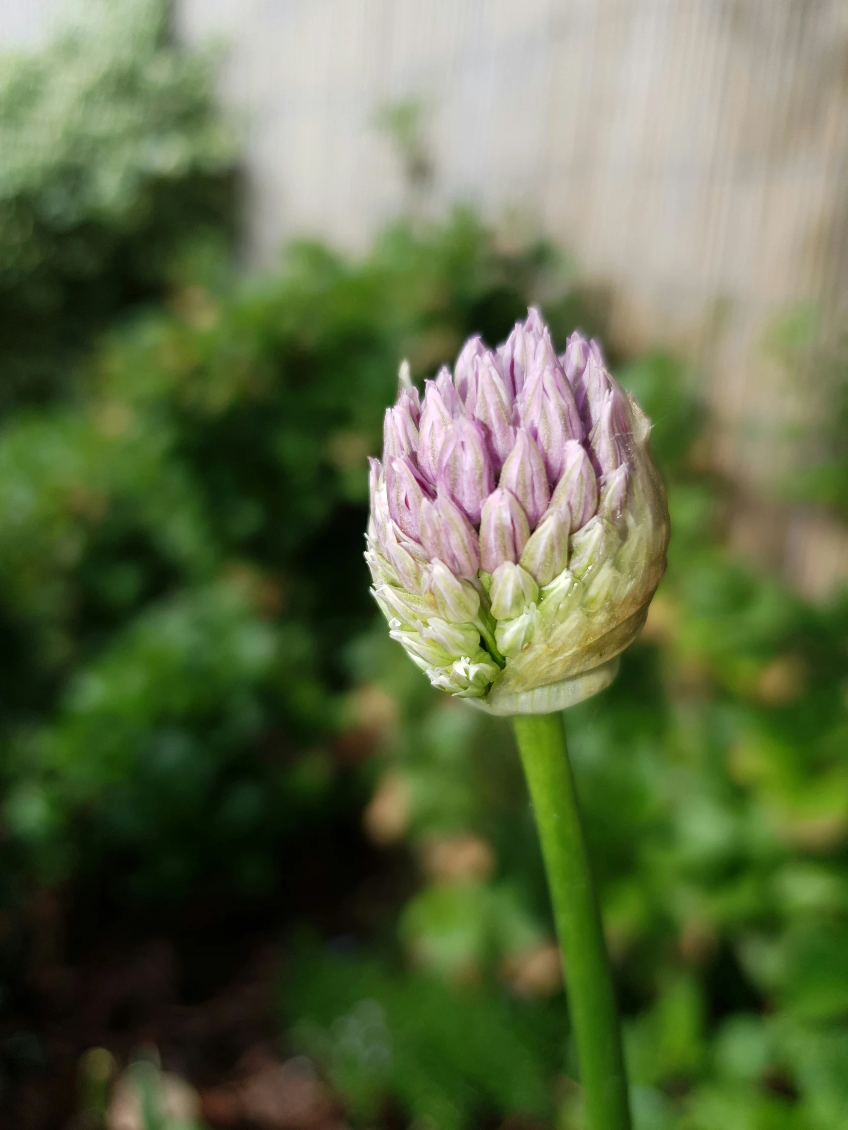 this small pink flower is in the foreground of the picture