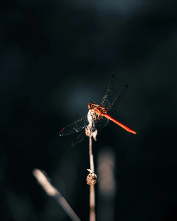 an orange and black dragon on top of a plant