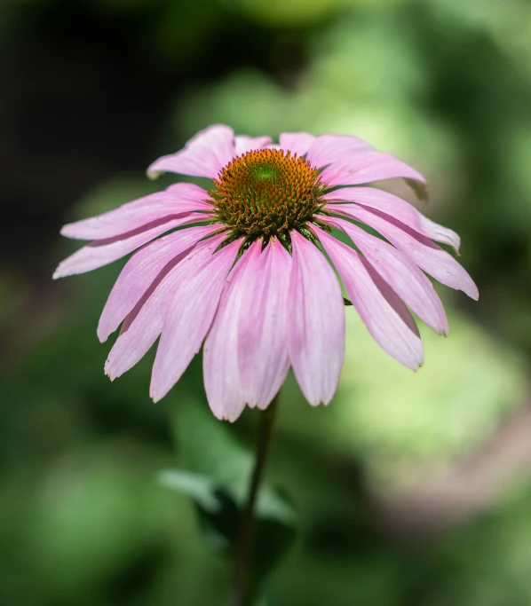 a pink flower has yellow tips on its petals