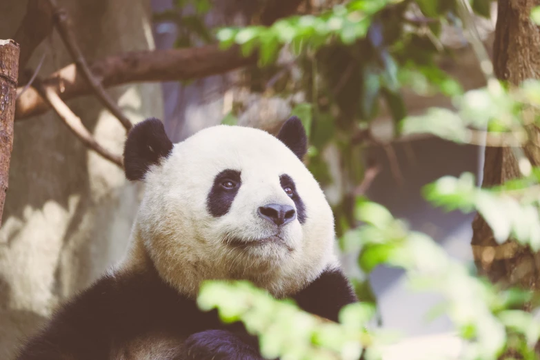 a panda sitting in a tree looking out