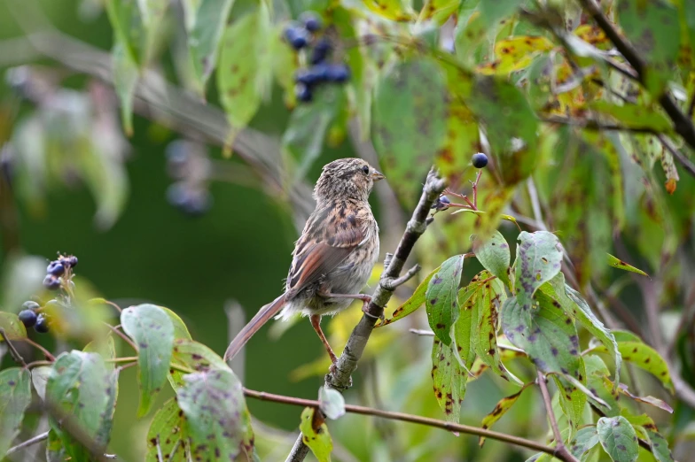 a small bird perched on a nch next to some berries