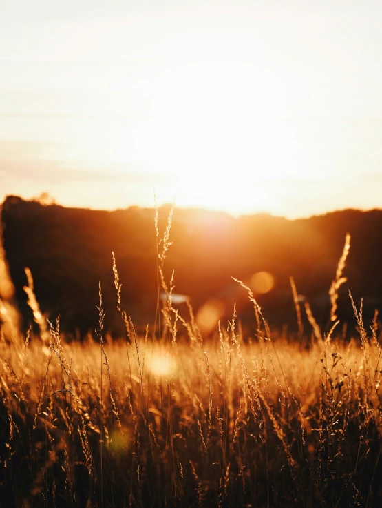 an open field filled with tall grass at sunset