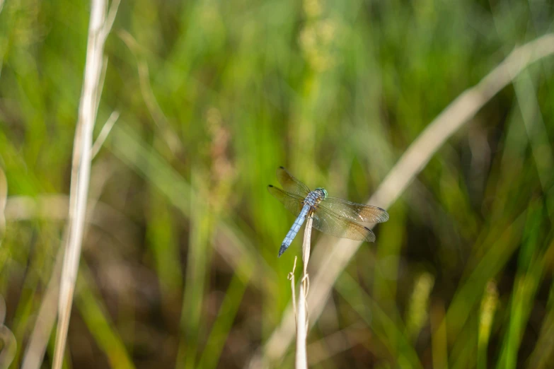 a dragon flys away from a thin stalk