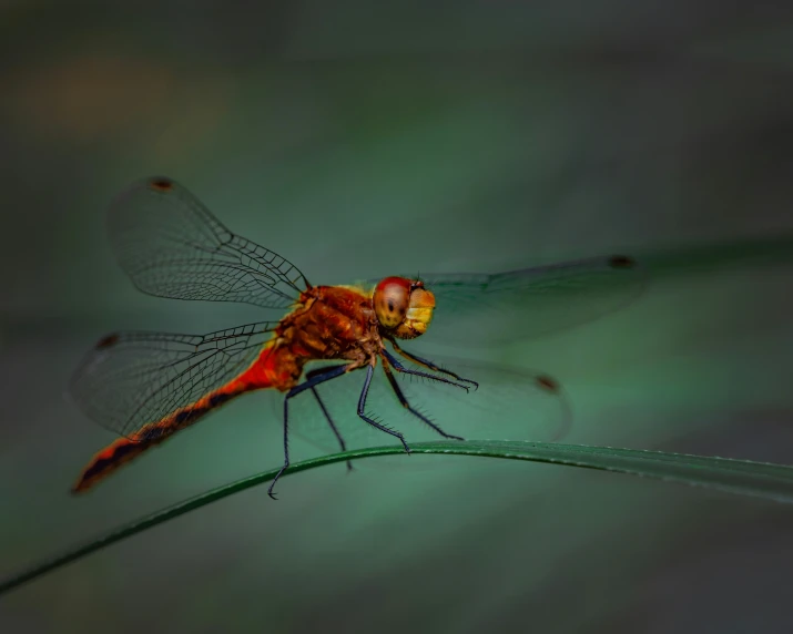 a dragonfly sits on top of a blade of grass