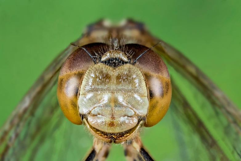 close up of a mosquito face against a green background