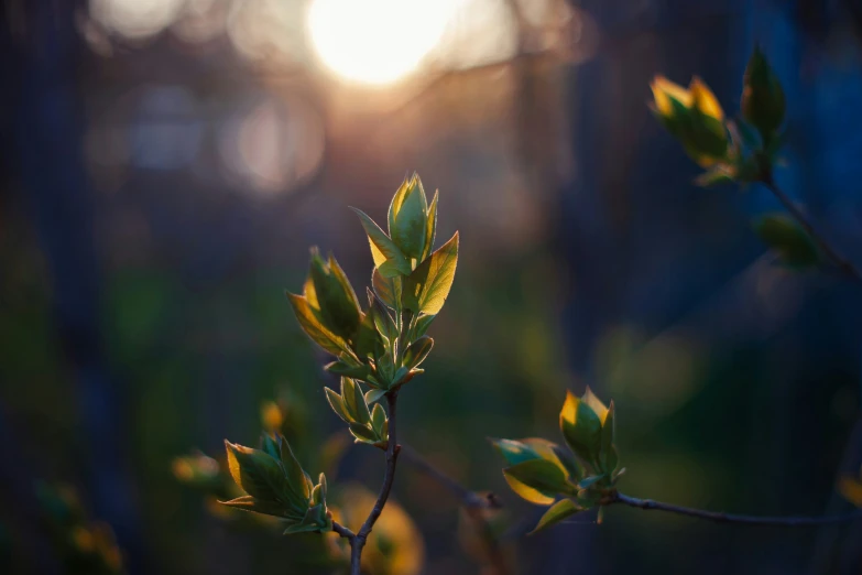 the sun sets through some trees near a field