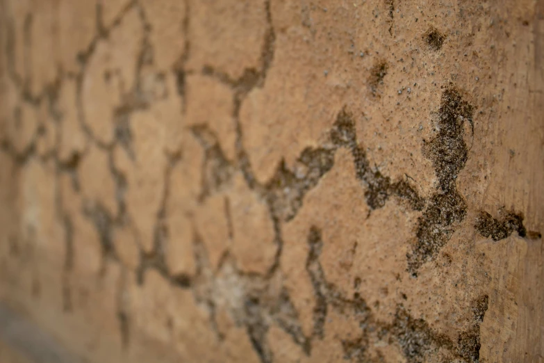 small brown bugs all over a rock wall