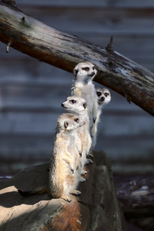 three meerkats are perched on the rocks, near a tree