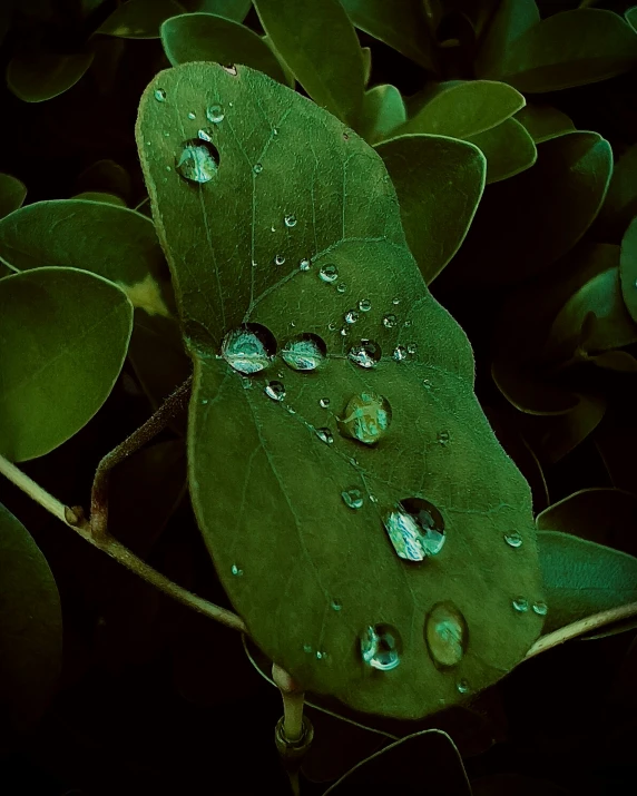 a plant that has some water droplets on it