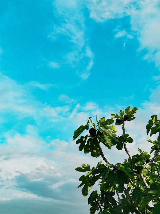 the airplane is flying over the tree and the sky