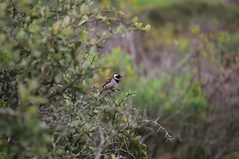 small bird perched on nch near small shrub