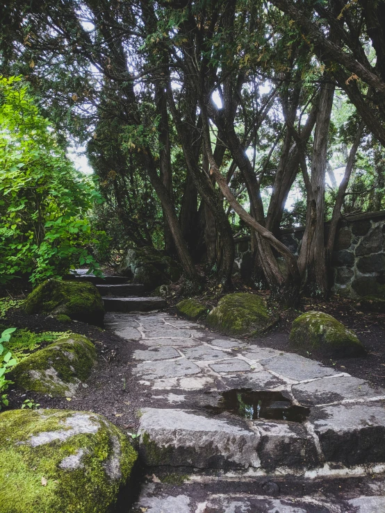 a stone walkway surrounded by trees and plants