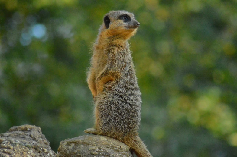 the groundhog is standing on its hind legs on the rock