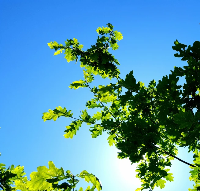 the top part of the leaves are showing from the top, which is clearly visible